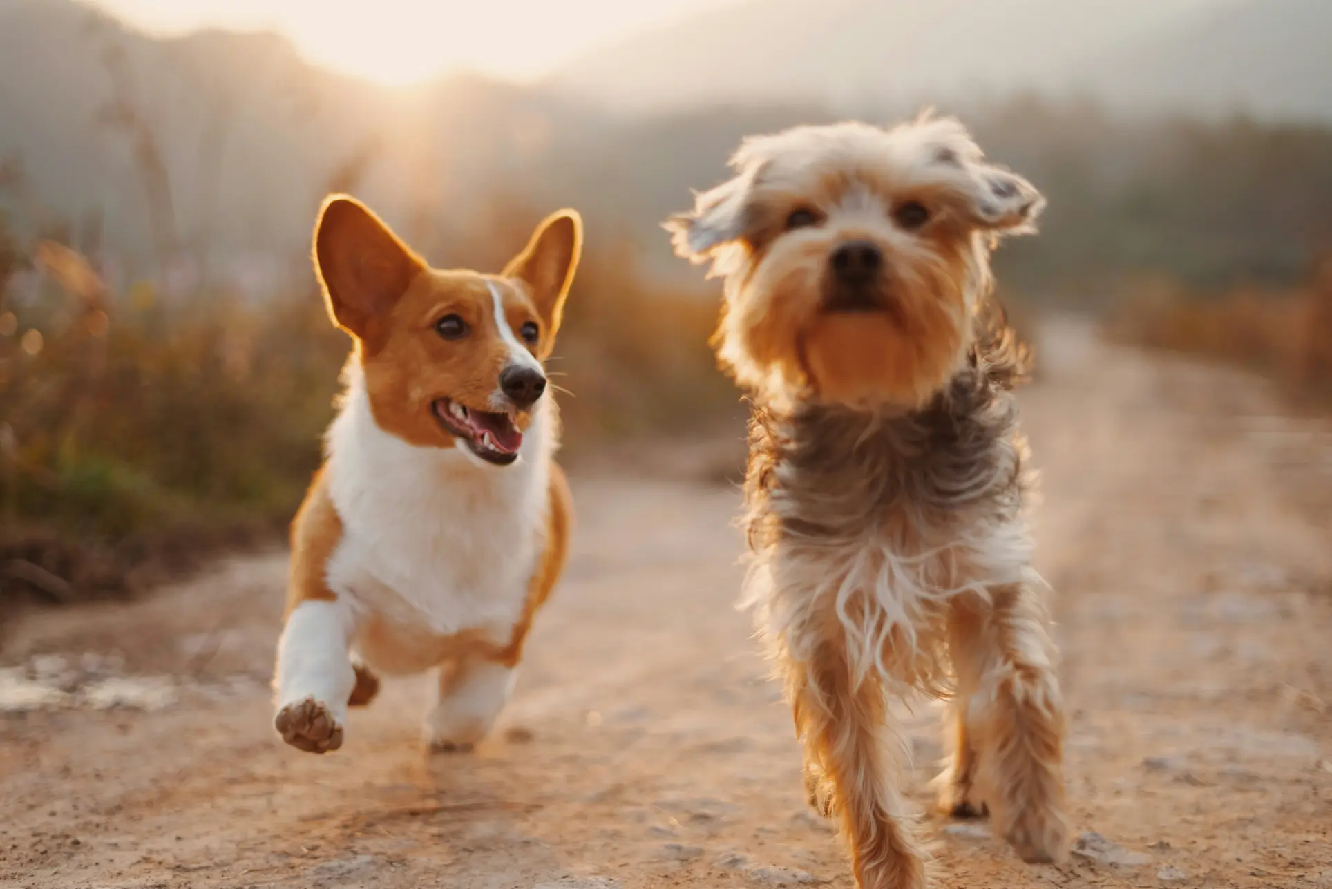 Dos perros felices corriendo libres por un entorno natural de la Comunidad de Madrid tras su sesión de cuidado.