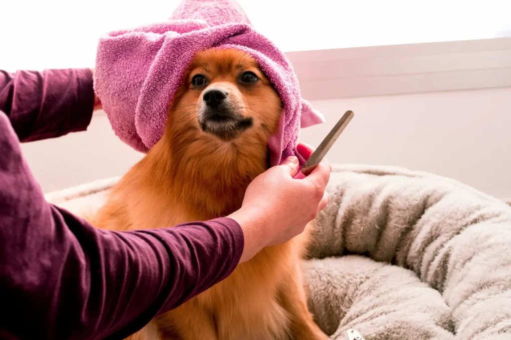 Perro de pelo largo con toalla rosa tras un tratamiento dermatológico de ozonoterapia en Madrid.